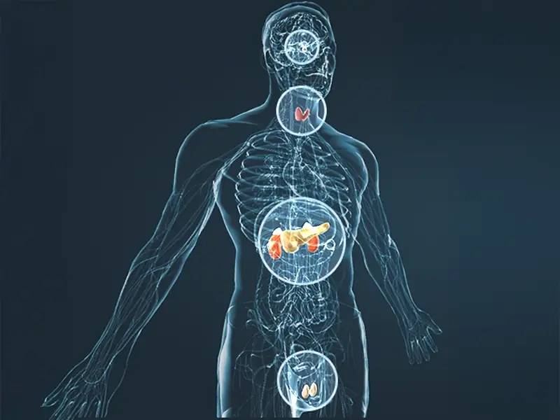 Illustrated human figure showing the body systems